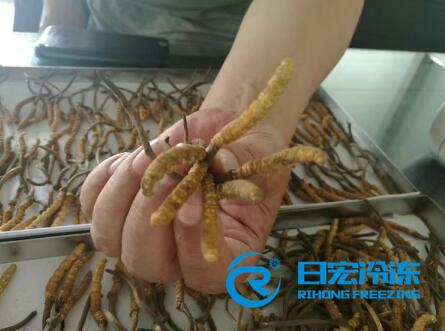 冬虫夏草冻干机 冬虫夏草冻干机